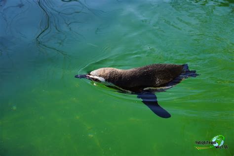 Humboldt Pinguine Zoo Osnabrück Freizeitpark Weltde