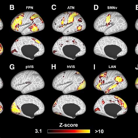 Ten Components Identified As Rsns In Humans These Networks Were