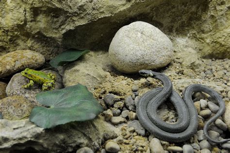 Andr Zieux Bouth On La Rencontre De La Faune Aquatique Du Fleuve Loire