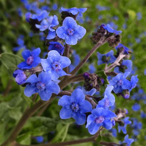 Chinese Forget Me Not Fruition Seeds