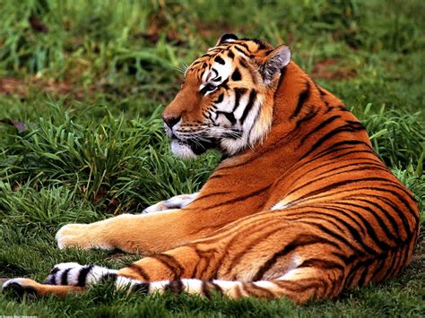 Fondo De Escritorio Bonito Tigre Vida Silvestre Tigre De Bengala