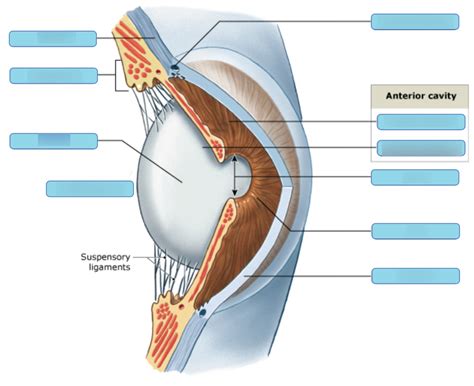 Chambers Of The Eye Diagram Quizlet