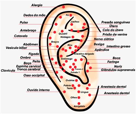 Auriculoterapia Viva Fisio