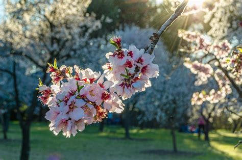 Premium Photo Almond Trees In Bloom In Spring