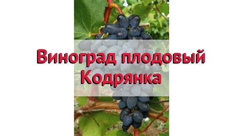 Виноград плодовый Кодрянка 🌿 Обзор: посадка и уход. крупномеры ...
