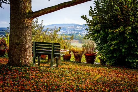 Wallpaper Sunlight Landscape Fall Leaves Garden Nature Sky