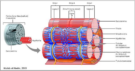 Figure From Possibilit S D Am Lioration De La Qualit De Viande Chez