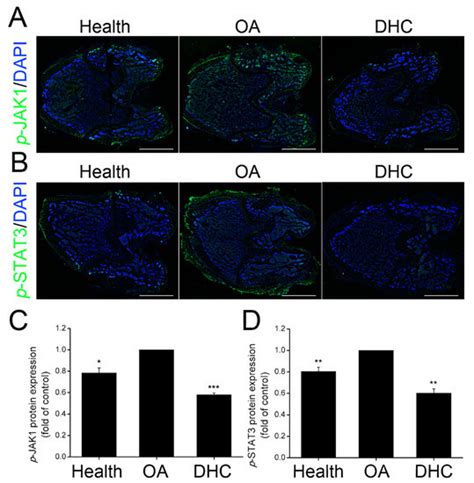 Dehydrocorydaline Accelerates Cell Proliferation And Extracellular