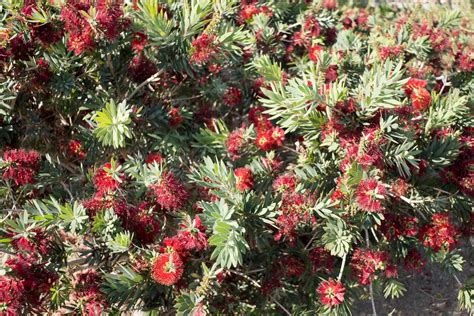 Bottlebrush — GDNC Nursery