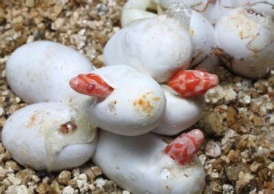 Breeding Corn Snakes: A Complete Step-by-Step Guide!