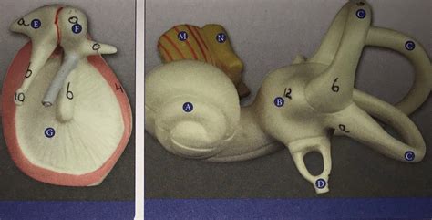 Parts Of The Inner Ear Diagram Quizlet