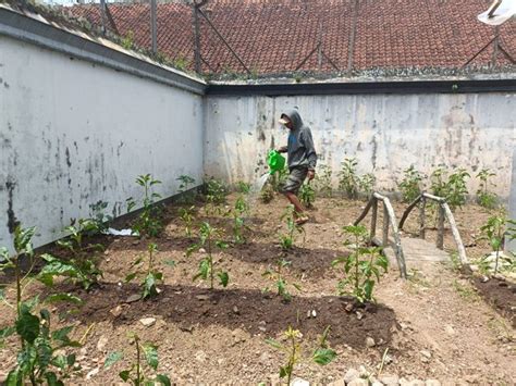 Narapidana Lapas Magelang Berdaya Dengan Perawatan Tanaman Kumparan