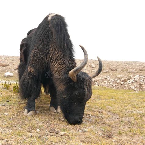 Wild Yak In Himalaya Mountains India Ladakh Stock Photo Image Of