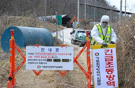 정부 경북 지역 8개 시·군 대상 아프리카돼지열병 방역실태 특별점검 영남일보 사람과 지역의 가치를 생각합니다