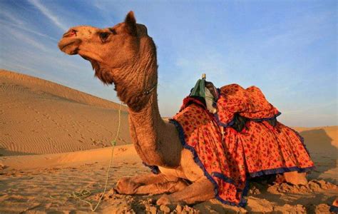 Sahara Desert Camel Trekking in Morocco - Morocco Top Trips