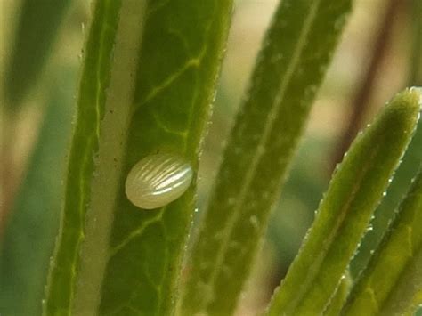 04/25/2019 First Two Monarch Eggs Sighted