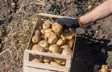 Premium Photo A Male Farmer Holds A Potato In His Hands Selective