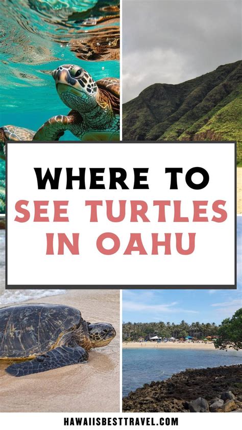 Where To See Turtles In Oahu Hawaii 10 Best Places To Find Sea