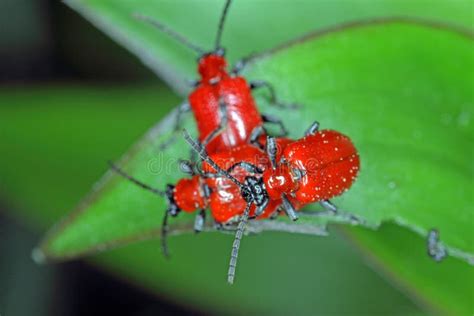 El Escarabajo Lirio Escarlata Escarabajo Lirio Rojo O Lirio Escarabajo