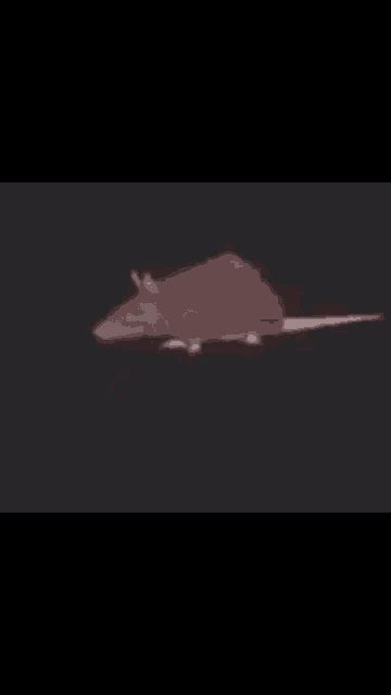 Rat  Rat Discover And Share S