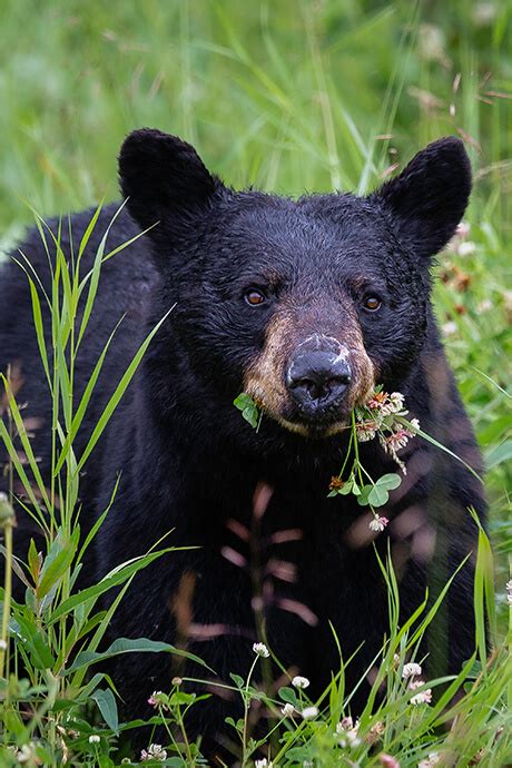 Living with Black Bears | The Maryland Zoo