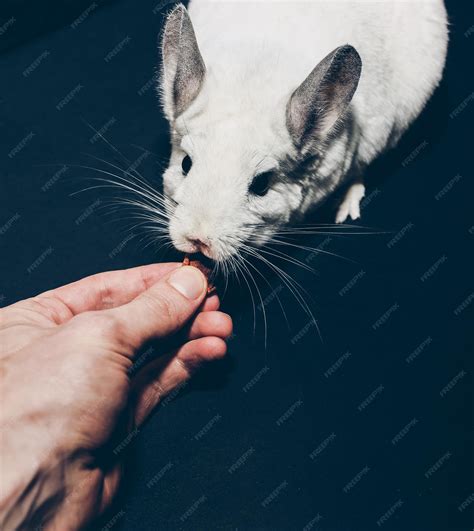 is it normal chinchilla not eating for beginners 4