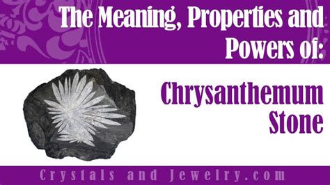 Chrysanthemum Stone Meanings Properties And Powers A Guide