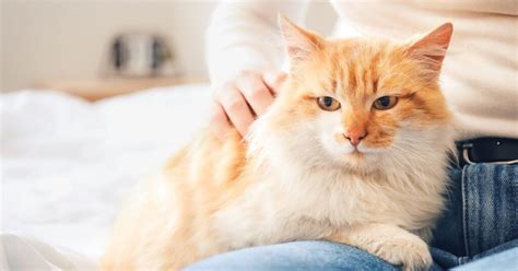 Why Do Cats Purr When You Pet Them The Surprising Truth