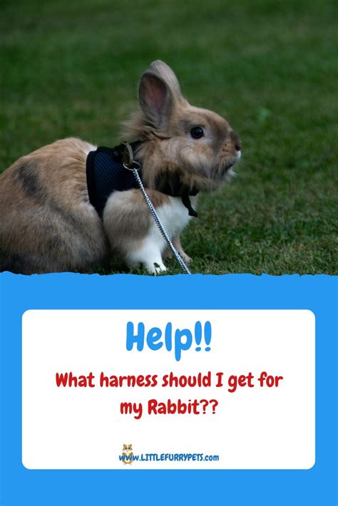 The Best Rabbit Harness Rabbit Bunny Harness Harness