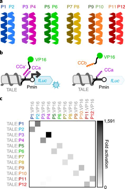 Orthogonality Of The Designed Nicp Peptide Set In Hek293t Cells A