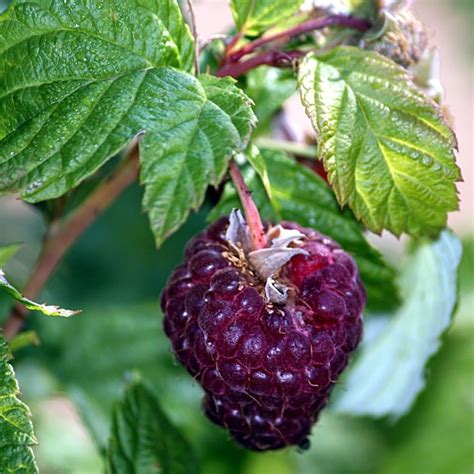 Brandywine Purple Raspberry Plant For Sale - 6-12" Bareroot