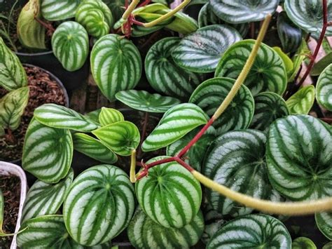 Premium Photo Peperomia Plants In The Garden