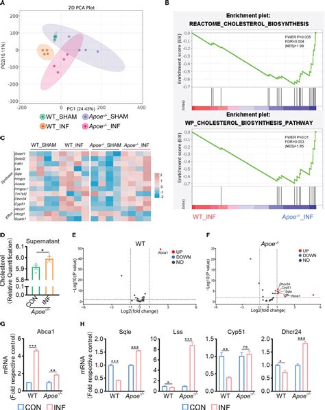 Frontiers Apolipoprotein E Deficiency Potentiates Macrophage Against