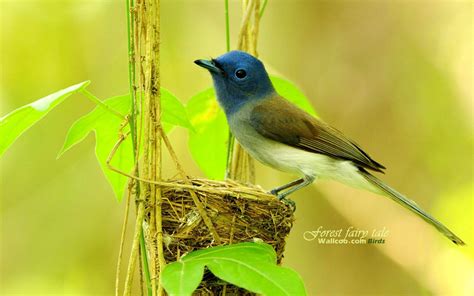 Cute Bird Art Wallpapers Top Free Cute Bird Art Backgrounds