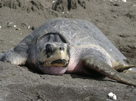 Tortuga Olivácea Tortuga Marina Información Y Características