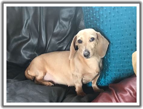 26 Cream Short Haired Dachshund Leightonela