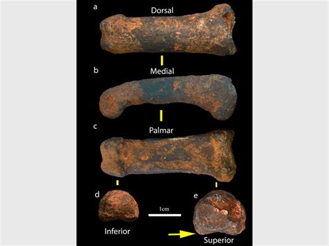 Sterkfontein Caves produce two new hominin fossils | Krugersdorp News