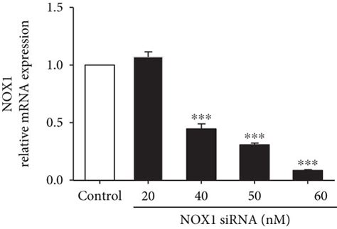 Dex Increases Nox1 And Nox4 Expression In Mc3t3 E1 Cells And The Nox1 Download Scientific