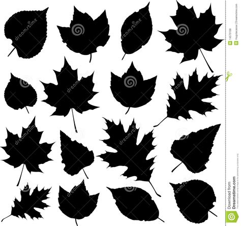 Sugar Maple Leaf Drawing at PaintingValley.com | Explore collection of ...