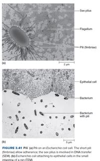 Answered Sex pilus Flagellum Pili fimbriae a µm Epithelial cell Bacterium Bacterium