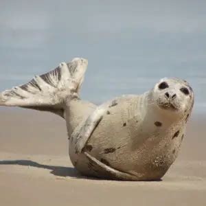 Harp Seal - Facts, Diet, Habitat & Pictures on Animalia.bio