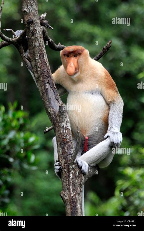 Proboscis Monkey or Long-nosed monkey (Nasalis larvatus), male, on tree ...
