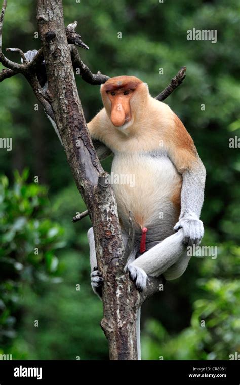 Proboscis Monkey Or Long Nosed Monkey Nasalis Larvatus Male On Tree