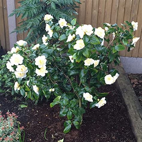 Buy Camellia Japonica Plant Golden Anniversary Evergreen Shrub In