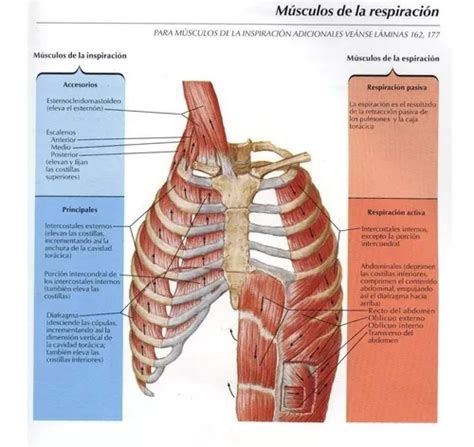 Libro Atlas Del Cuerpo Humano Anatom A Fisiolog A Patolog A En Venta En