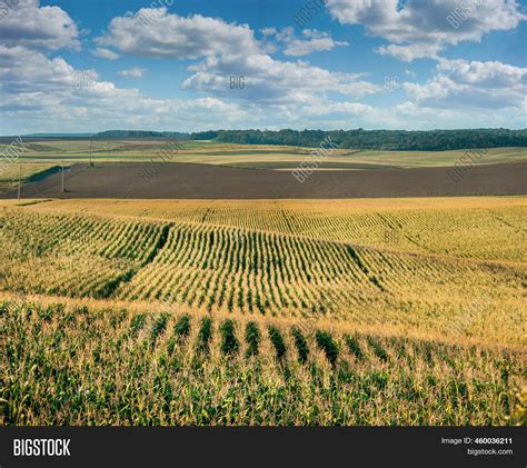 Corn Field On Hills Image Photo Free Trial Bigstock