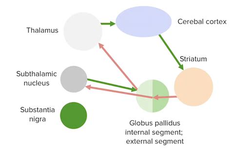 Basal Ganglia Anatomy Concise Medical Knowledge