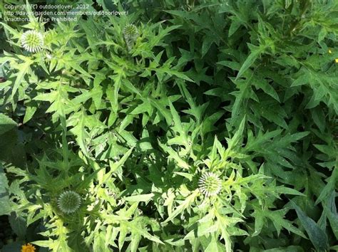 Plantfiles Pictures Globe Thistle Arctic Glow Echinops