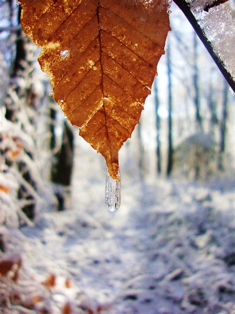 The Last Leaf of Winter Photograph by Gemma Fox - Pixels