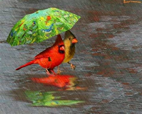 Cardinals With Green Umbrella Umbrella Walking In The Rain Dancing